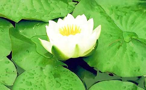 睡蓮作文400字9篇