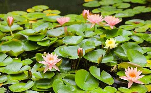 �P(gu��n)��˯ɏ��600������