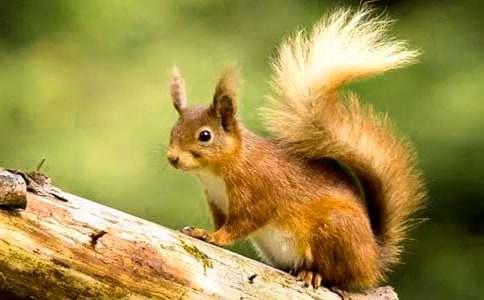 С����ͯԒ���ĺϼ�[6ƪ]