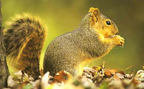 С����ͯԒ����