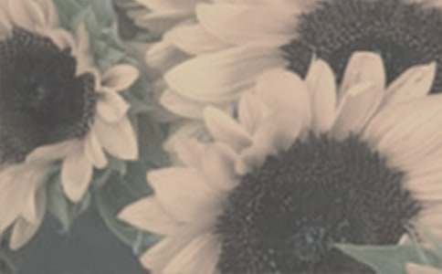 太陽花爺爺作文