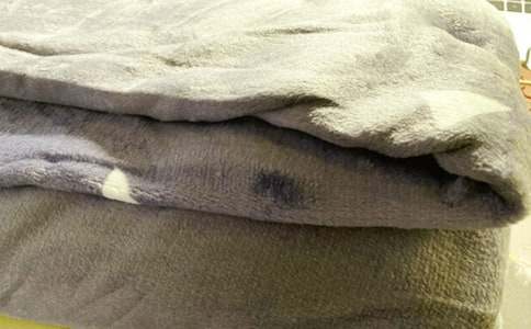 白毯子小狗作文(通用34篇)