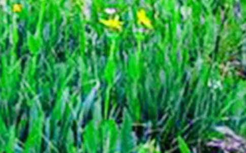 ��Ұ���Ͳ˻�����10ƪ