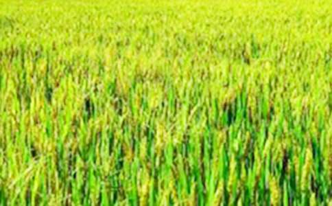 �P(gu��n)���茑��Ұ���~�Z(y��)������