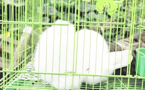 ���PС���ӵĹ�������6ƪ