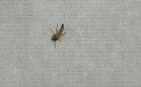 以愛(ài)心為話題的作文500字-60只蚊子寫(xiě)作文