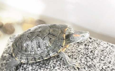 С����ͯԒ����