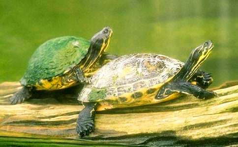 ���꼉ͯԒ���ģ�С��������550��_ͯԒ����