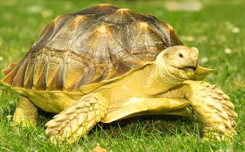 �ɐ۵Ğ������ġ���(j��ng)�䡿