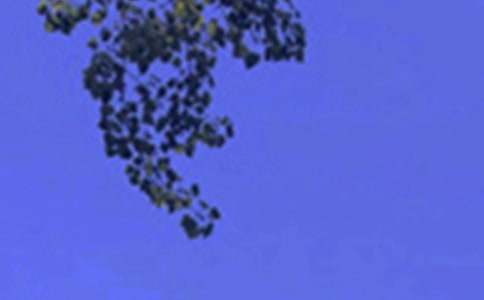 關(guān)于溫馨午安感言大全(通用80句)