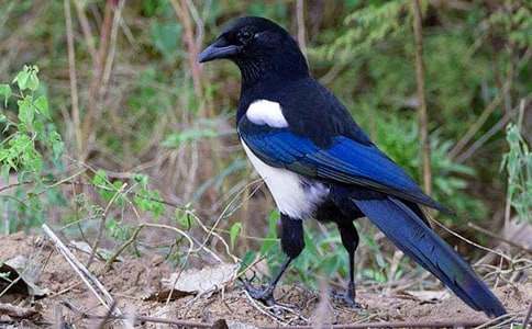 �茑ϲ�o�����ģ�ͨ��28ƪ��