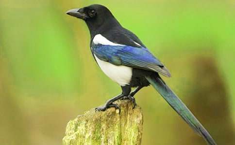 �P(gu��n)��ϲ�oͯԒ���ąR����ƪ