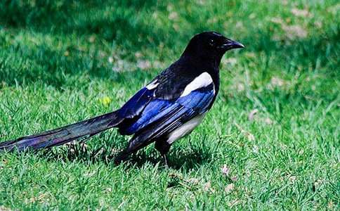 300字作文喜鵲和蛇