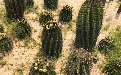 ��ֻ����һ������������