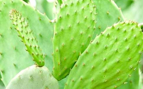 �B��(qi��ng)������ֲ���������_650��