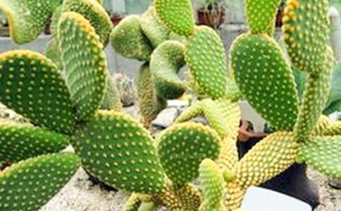 ������С�W��������