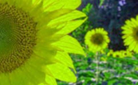 向日葵的微笑作文(精選22篇)