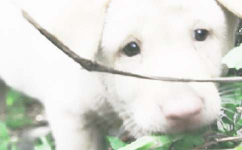 ��ϲ�gС�����ģ����x3ƪ��