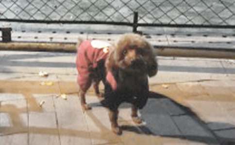 �����ɐ�(��i)��С������1000��