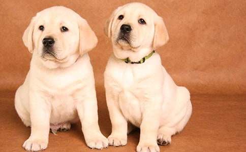 С����С؈ͯԒ����