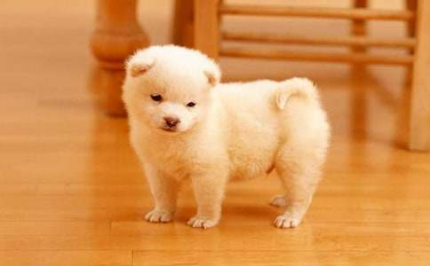 ���µ�С������