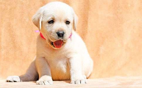 С�W(xu��)���^��С����(d��ng)������