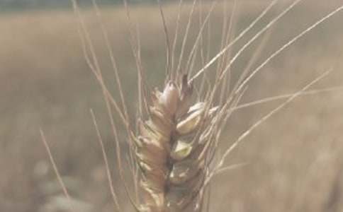 �茑С���ľ���