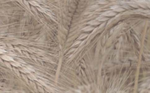 ��С���Ÿ���������