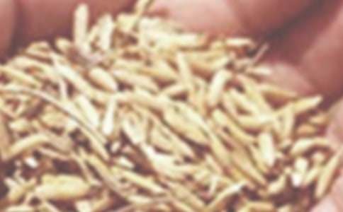 小麥作文400字10篇