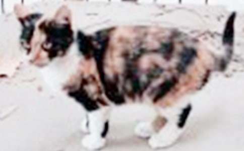 �Һ�С؈�Ĺ������ľ��x