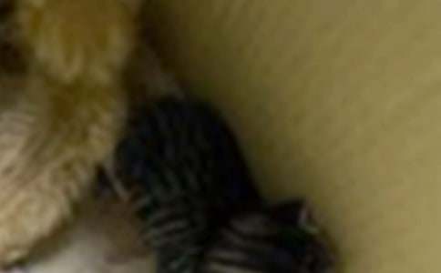 ���P(gu��n)С؈��(hu��)�~(y��)����3ƪ