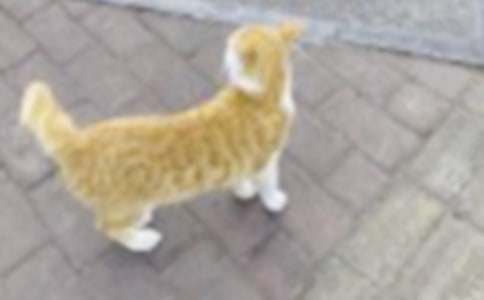 �����á�С؈С�W(xu��)���ąR��7ƪ