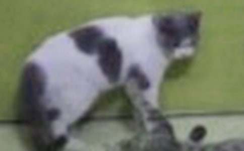 ��ϲ�gС؈��������