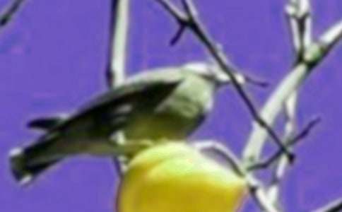 ��ŭ��С�B����