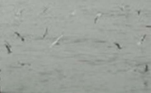 [��(y��u)�x]С�B��ͯԒ����6ƪ