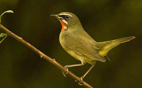 ���xС�B��ͯԒ������ƪ