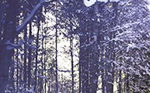 ���ݶ���Сѩ�ľ��ӣ�220�䣩