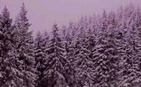 小雪花的自述作文