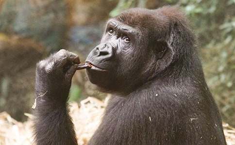 �������ɡ���x��