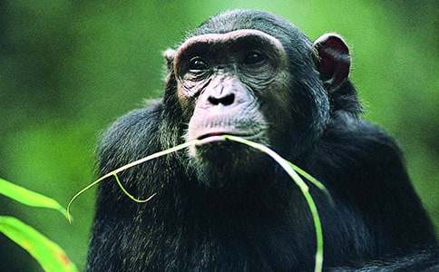 �����c���ɵ�Ԣ�Թ���