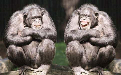 對不起,烈焰猩猩三年級作文