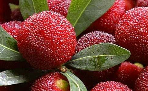 楊梅樹作文600字5篇