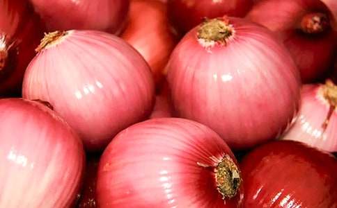 觀察洋蔥作文(通用14篇)