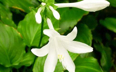 ҹ�������������