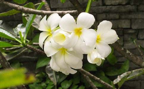 美麗的夜來香作文