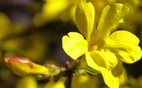 小學(xué)作文迎春花