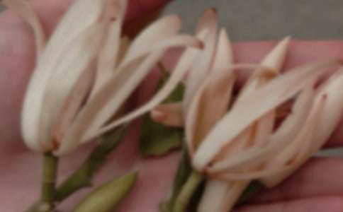 有關(guān)描寫玉蘭花作文