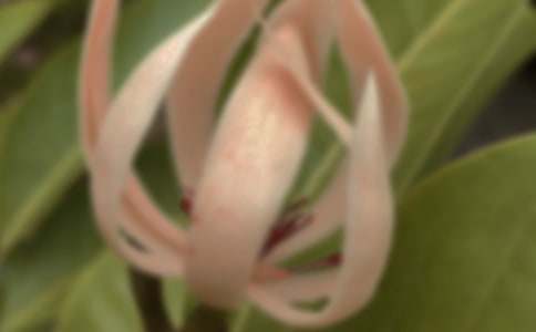 玉蘭花初中作文