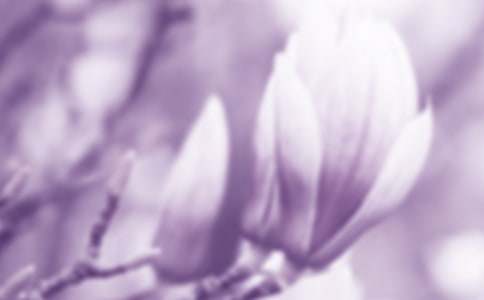 公園里玉蘭花小學(xué)生作文400字