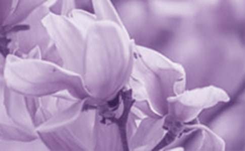 玉蘭花作文500字(通用24篇)